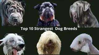 Top 10 Strangest Dogs and Dog Breeds in the World / Meet The10 Strangest Dogs There Are.