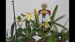 Орхидея Венерин башмачок Paphiopedilum Pinocchio, Leeanum, White Lady, American hybrid