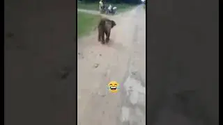 Dikejar gajah