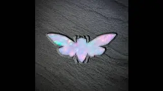 Blank Banshee - Larva
