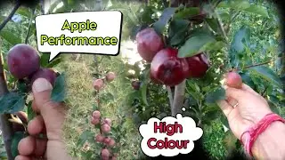 Apple 🍎 Stage | 5 July 2023 | High Colour Strain Performance|