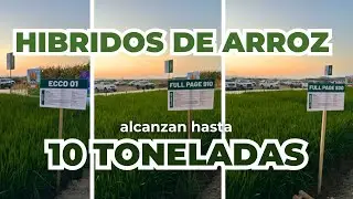 Híbridos de arroz alcanzan hasta 10 toneladas por hectárea y simplifican el control de malezas 🌾🌾🌾