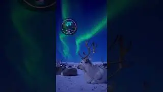 Северные Олени чилят на Аляске. 