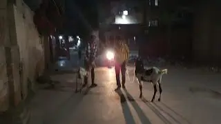 Chand Raat Ko khoob Ser karvai bakaron ko 😍