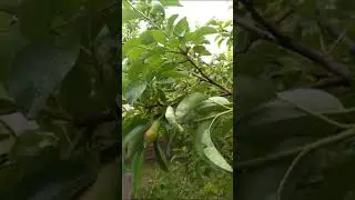 Сивац. Дом с газовым отоплением. Полный обзор по ссылке под видео.