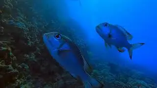 Red Sea 2021 safari