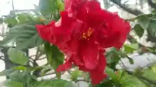Hibisco-Dobrado/(Hibiscus fragilis) DC. [Leitura na Descrição]
