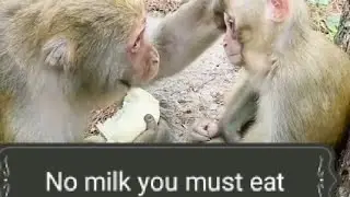 monkey baby ordering milk 😭😭😭 #ท้าทาย