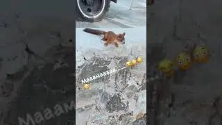 Бешеная Белка 🐿 