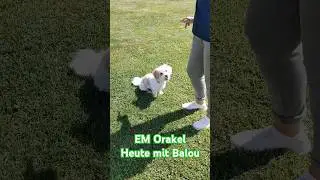 EM Orakel #emorakel #em #emdeutschland #em2024 #hunde #barßel #saterland #ammerland #cloppenburg