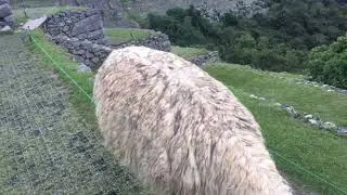 Лама в Мачу-пикчу