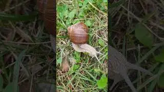 если бы они ходили на дискотеку  😁