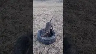 Петя бультерьер 😎 