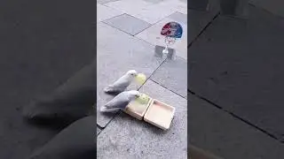 Trained pigeons showing some tricks