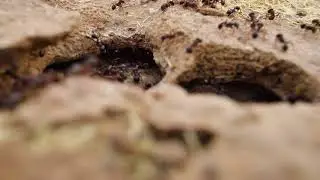 Working Ants