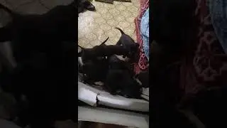 голодная банда