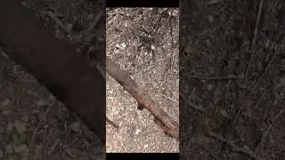 Редкий мauser.  Однажды в лесу...  #shorts  #ww2  #коп #metaldetecting