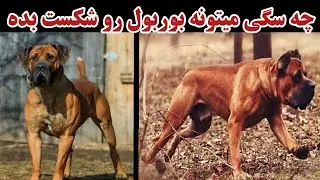 سگ هایی که میتونن بوربول رو شکست بدن / چه سگایی میتونن بوربول رو شکست بدن؟!
