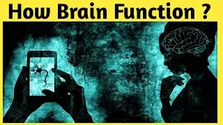 Fact Ep 01- How Brain Function ?