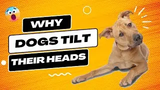 Why do dogs cock their heads when they hear a strange sound?