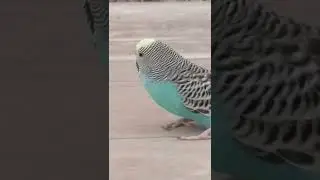 Кира популярная!