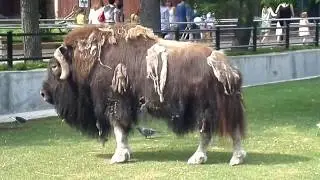 ОвцеБык в Зоопарке! СМОТРИ МОИ ВИДЮХИ!)