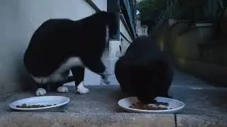 Daily Vaticats! (Nighttime Divas!) 🤣