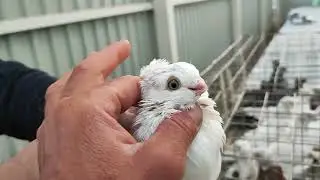 September 21, 2024 Pigeon Paradise Bird Market Part 1