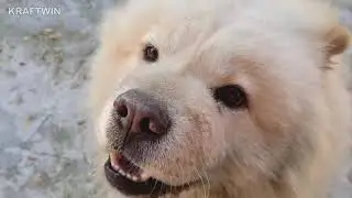 Chow Chow dog barking at youtube videos