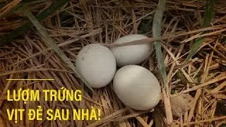 Nghỉ lễ 30/4 - 01/5 về quê lượm trứng vịt | Hội Đồng Dư Vlog