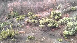 Zagar te leprit kosovë