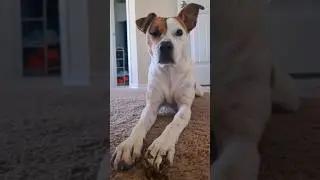 não pule esse vídeo #shorts