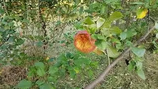 Калина. Спасаем от дроздов.