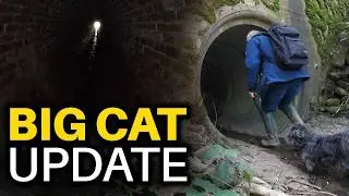 Britain’s Mysterious Big Cats The Hunt for Evidence
