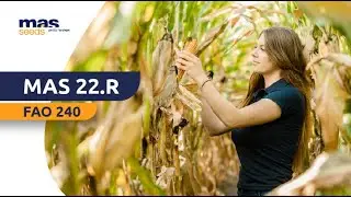 Kukurydza MAS 22.R - IKONA PLONU