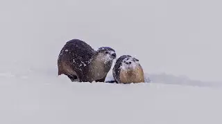 River Otter Snow Play