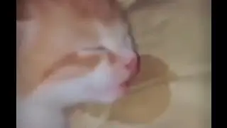 cat dreaming about eating food...