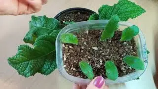 Стрептокарпусы! Выращивание и уход!