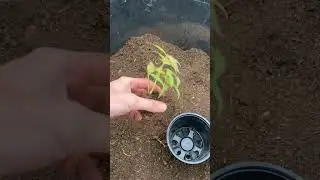 Рассаживаем укоризненные черенки