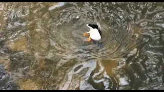 Des canards qui plongent la tête sous l'eau