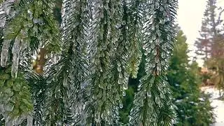 Dobczyn Sople 2018