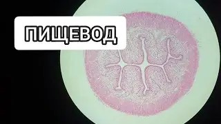 ESOPHAGUS