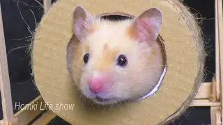 Самый Милый Хомячок Бобби 