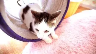 Okinawa's Cat Cafe