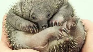 ESSE ANIMAL BIZARRO SÓ EXISTE NA AUSTRÁLIA!