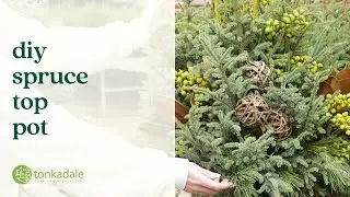 DIY Spruce Top Pot
