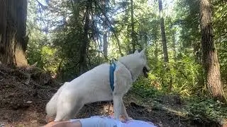 My husky takes matters in his hands mid-walk