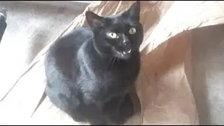 To a Black Cat