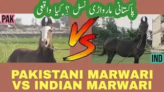 Indian Marwari VS Pakistani Marwari (What is Truth?)