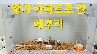 왕겨 아파트로 간 메추리